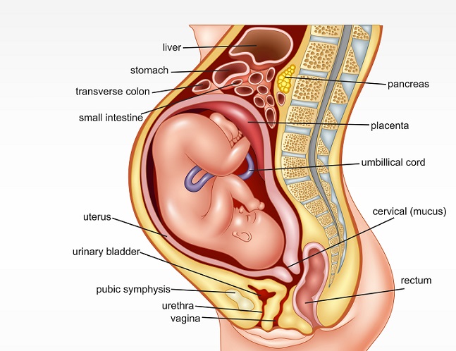 Die Gebärmutter und der Gebärmutterhals spielen in der Schwangerschaft die zentrale Rolle und sind der Hauptort des Geschehens, wenn Frauen schwanger sind. (#02)