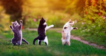 Besondere Katzen suchen liebevolles Zuhause - Xenia, Malea und (Foto: AdobeStock 410594004 nataba)