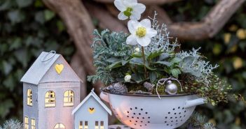 Stimmungsvolle Vorweihnachtsdekoration mit Blüten und Deko im Garten Dekorative Weihnachtspflanzen für festliche Haus- und (Foto: AdobeStock 549812139 Natalia Greeske)