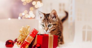 Fünf kreative, einfach kostengünstige DIY-Weihnachtsgeschenkideen für Hunde und (Foto: AdobeStock -  ShunTerra - 465101956)