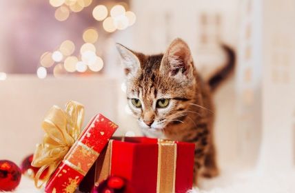 Fünf kreative, einfach kostengünstige DIY-Weihnachtsgeschenkideen für Hunde und (Foto: AdobeStock -  ShunTerra - 465101956)