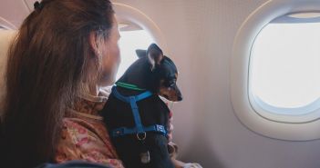 Airlines lockern Bestimmungen für entspanntes Reisen mit Haustieren (Foto: AdobeStock - tsuguliev - 567842492)